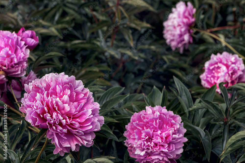 Obraz premium Pink peonies on a bush. Natural holiday background.