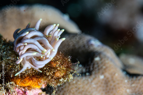 PG Island, Oriental Mindoro Province, Philippines - Close-up of marine life photo