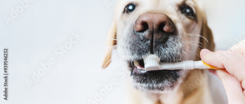 Dental problems in dogs, close-up of a toothbrush, selective focus. Banner