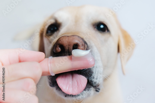 Photography Dental problems in dogs. Toothpaste on a finger close-up.
