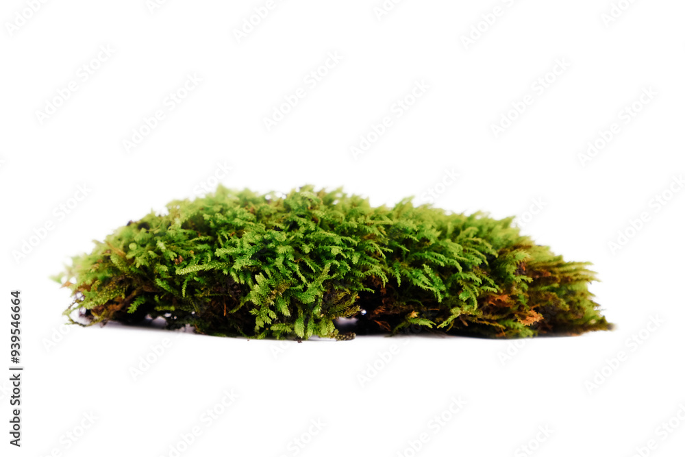 Natural green moss on a white isolated background. Natural green moss on a white isolated background.