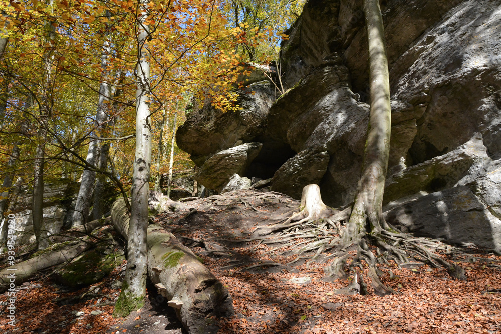 In a picturesque autumn forest, there are fallen trees and rocks with scattered stones. Hiking in nature. Tourist natural yellow-orange landscape In a picturesque autumn forest, there are fallen trees and rocks with scattered stones. Hiking in nature. Tourist natural yellow-orange landscape