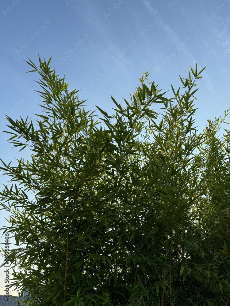 sky and Bamboo sky and Bamboo