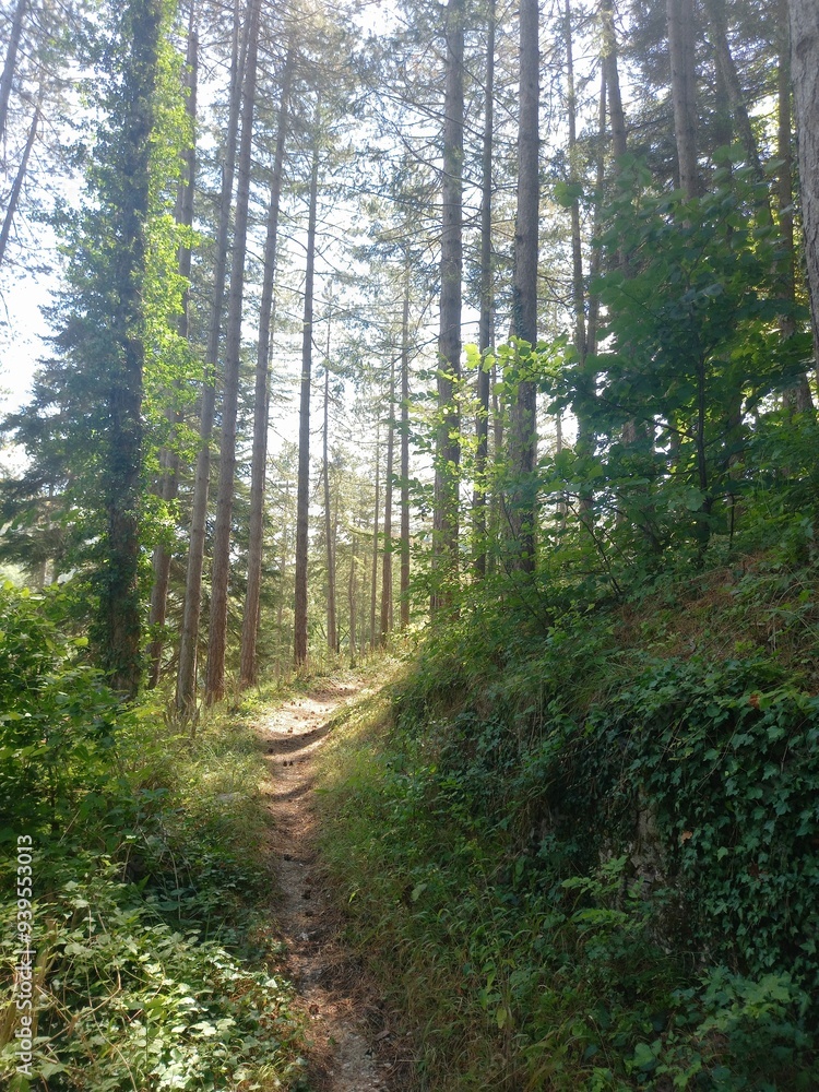 Fototapeta premium Bosco in bianco e nero