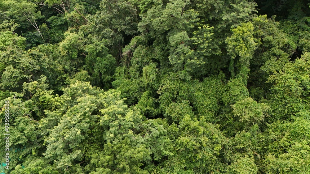 Aerial view the Tropical forest Healthy environment green tone Aerial view the Tropical forest Healthy environment green tone