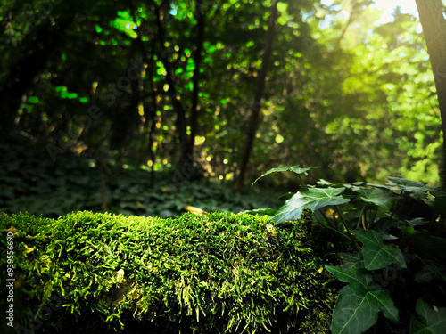 Green moss in forest background. Backdrop for displaying products.
