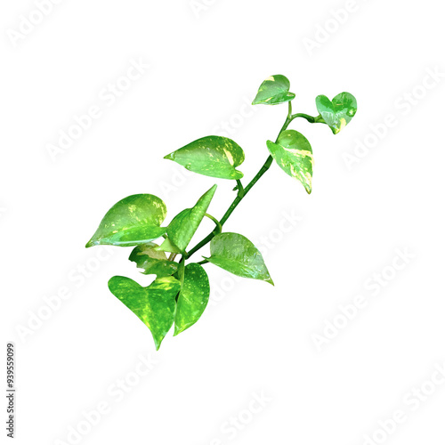 Fotografie Branches, leaves isolated on transparent background