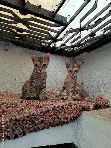 Photography Indian Community Stray Cats Original Breed Highly Intelligent Empathetic, Playfu