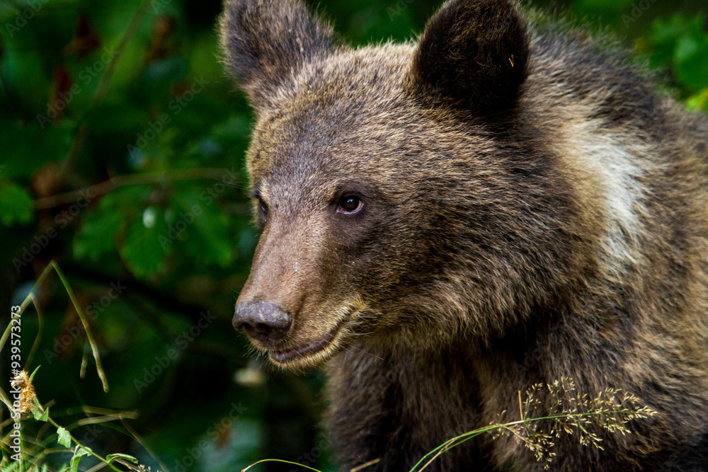 Young bear at the Transfagarasan, Romania Young bear at the Transfagarasan, Romania