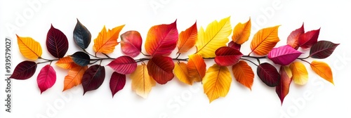 A collection of colorful autumn leaves arranged in a row on a white background. This image represents the changing seasons, beauty in nature, and the vibrant colors of fall. It can symbolize new begin