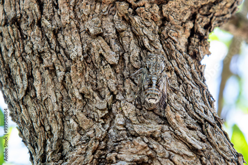 A large Crimean cicada on the bark of a tree photo