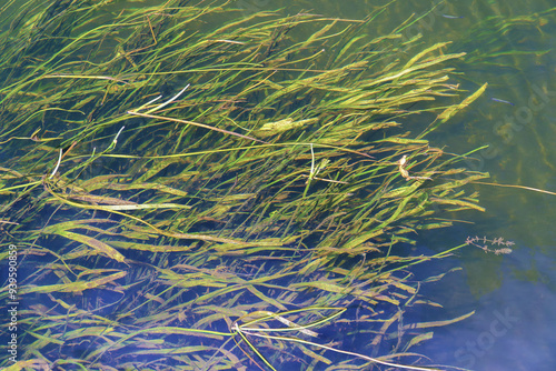 Green seaweed and two fish in the river water.