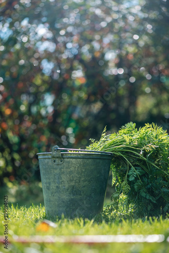 agriculture, harvesting, garden. Carrots are washed in a bucket of water