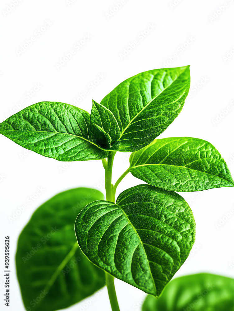 Macro shot of vibrant green leaves with detailed veins against a plain ...