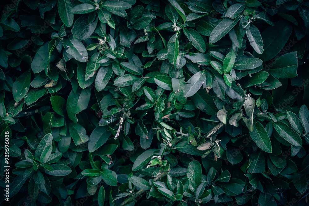 Fototapeta premium A close up of Firethorn green leaves texture
