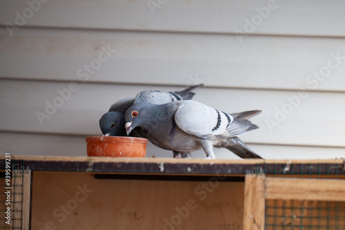 The racing pigeons feeding from a clay bowl on wooden cage.