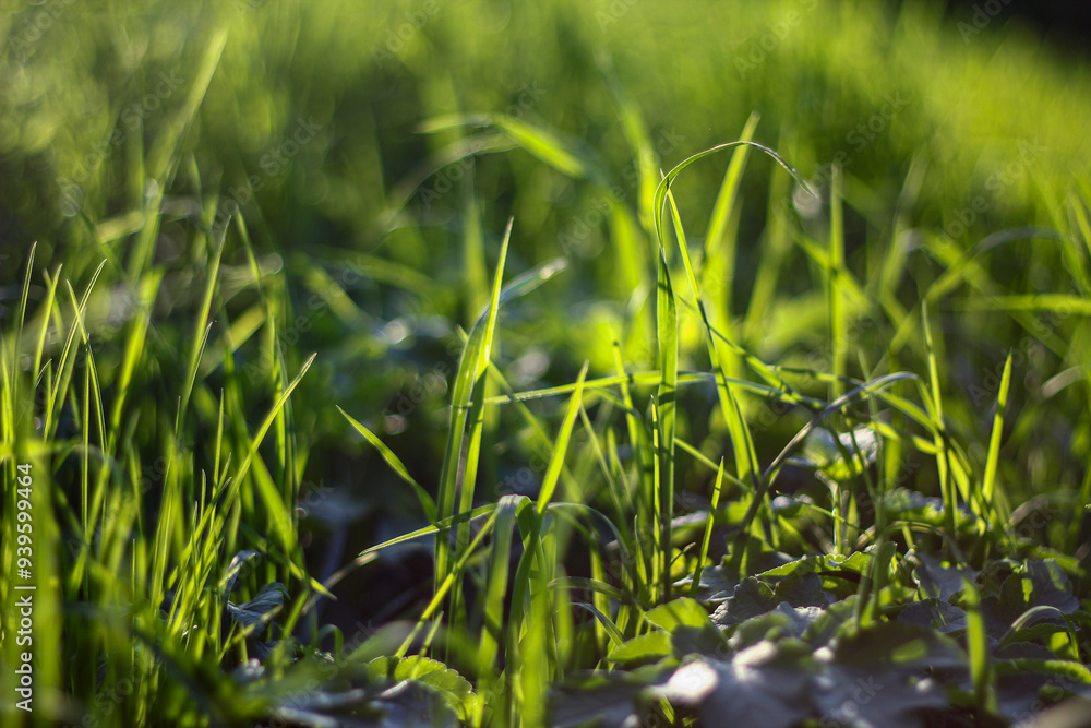 Early morning sunlight illuminates the lush green grass, casting a soft, tranquil glow. The delicate blades create a peaceful scene, embodying the freshness of nature. Early morning sunlight illuminates the lush green grass, casting a soft, tranquil glow. The delicate blades create a peaceful scene, embodying the freshness of nature.