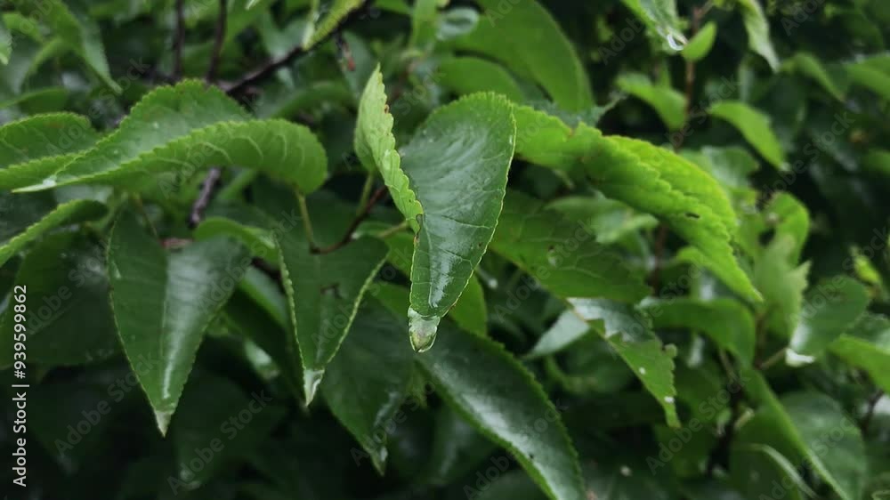 Close-Up of Vibrant Green Leaves with Dew Drops After Rainfall in a Lush Forest. Nature's Freshness Close-Up of Vibrant Green Leaves with Dew Drops After Rainfall in a Lush Forest. Nature's Freshness