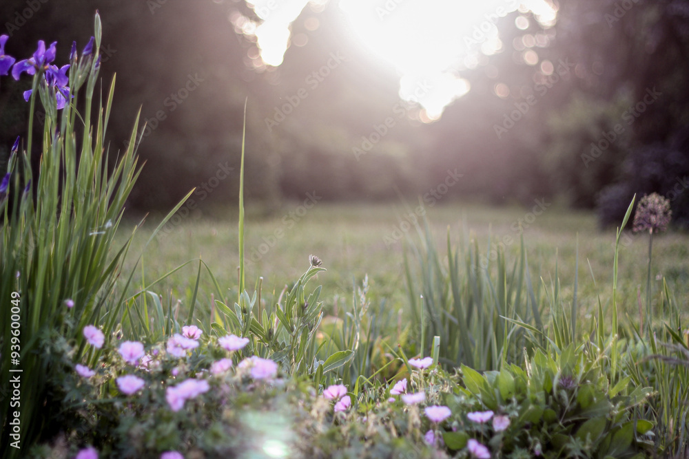 Naklejka premium A tranquil garden scene at sunrise, with purple flowers and tall grass gently illuminated by the soft morning light. The misty background adds a dreamy atmosphere.