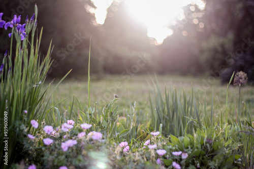 A tranquil garden scene at sunrise, with purple flowers and tall grass gently illuminated by the soft morning light. The misty background adds a dreamy atmosphere.