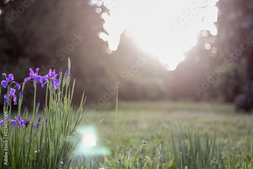 A serene garden at sunrise, featuring tall purple irises bathed in soft morning light. The sun rises gently over the horizon, creating a peaceful, ethereal atmosphere.