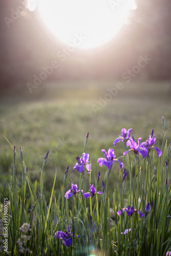 Early morning sunlight casts a warm glow over a cluster of purple irises in a tranquil garden. The soft light enhances the delicate beauty of the flowers, creating a serene and peaceful scene.
