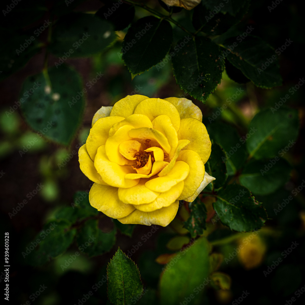 Fleurs