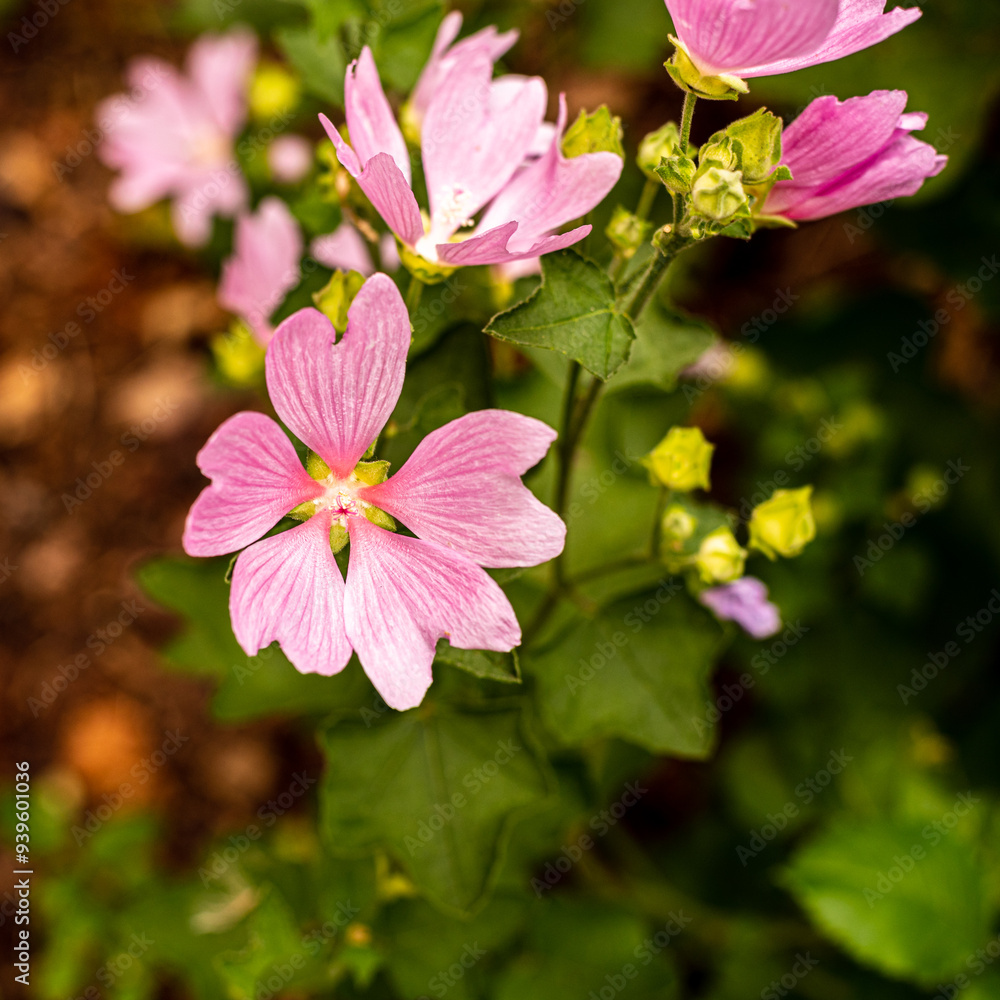 Fleurs