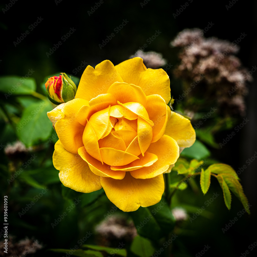 Fleurs