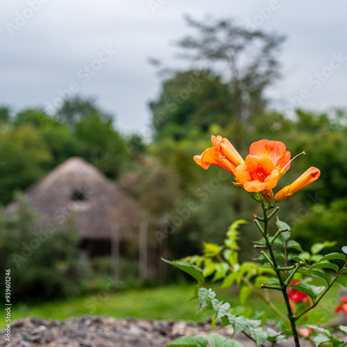 Fleurs voyage nature couleur rouge plante