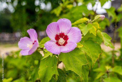 Fleurs voyage nature couleur rouge plante