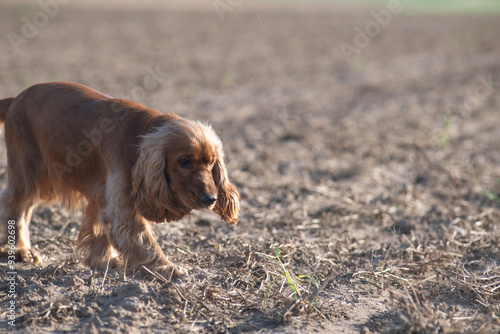 A beautiful purebred cocker spaniel plays in an autumn field.