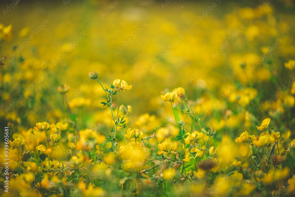 Natural floral background. Beautiful field of yellow wildflowers Natural floral background. Beautiful field of yellow wildflowers