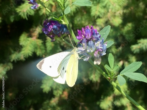 Papillon blanc sur une fleur