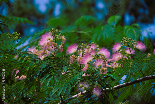 Mimosa Tree in a Summer Garden