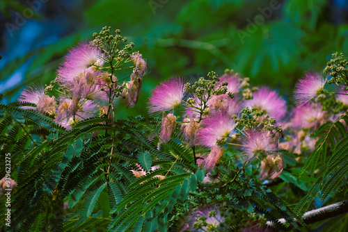 Mimosa Tree in a Summer Garden