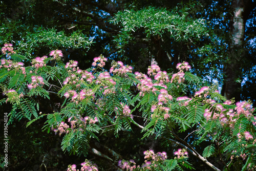 Mimosa Tree in a Summer Garden