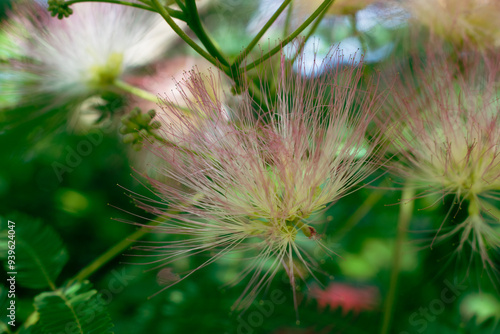Mimosa Tree in a Summer Garden