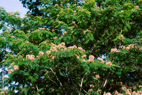Mimosa Tree in a Summer Garden