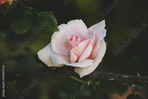 La regina del giardino la rosa con le sue spine