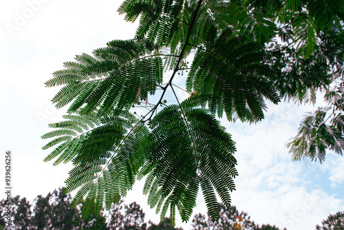 Mimosa Tree in a Summer Garden