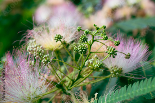 Mimosa Tree in a Summer Garden