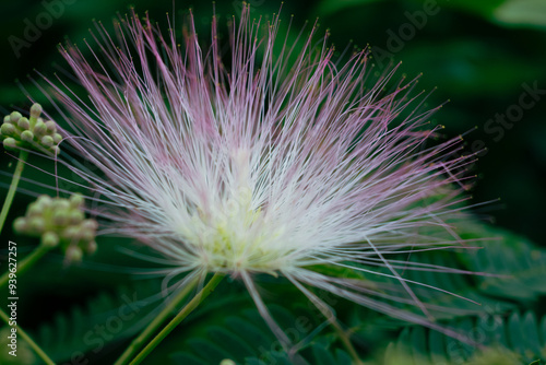Mimosa Tree in a Summer Garden