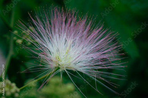 Mimosa Tree in a Summer Garden