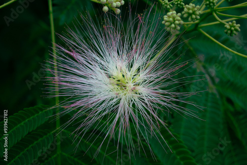 Mimosa Tree in a Summer Garden