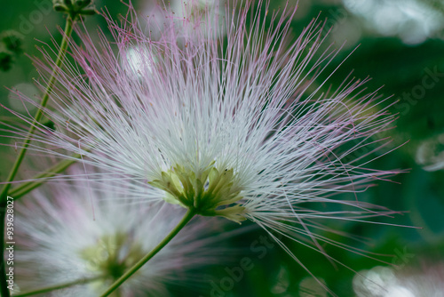Mimosa Tree in a Summer Garden