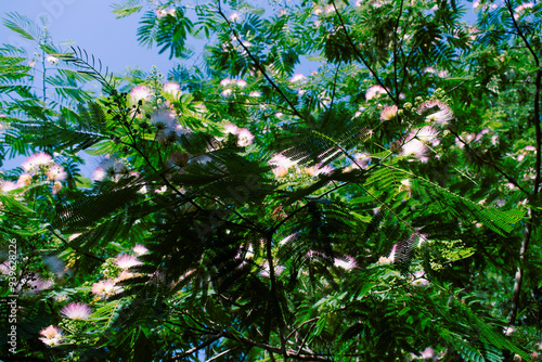 Mimosa Tree in a Summer Garden
