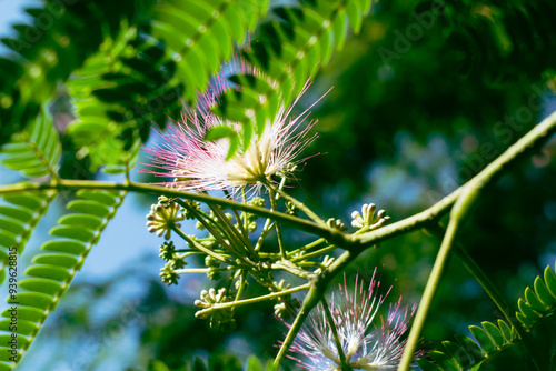 Mimosa Tree in a Summer Garden
