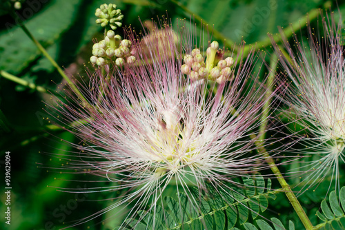 Mimosa Tree in a Summer Garden