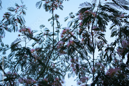 Mimosa Tree in a Summer Garden